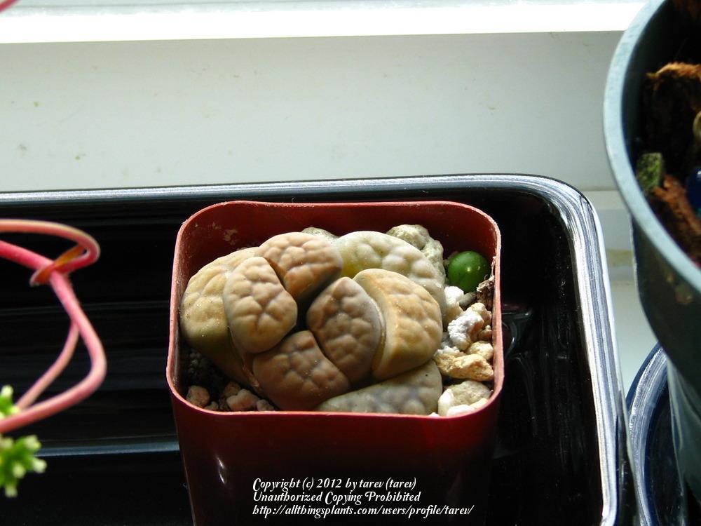 Photo of Living Stones (Lithops) uploaded by tarev