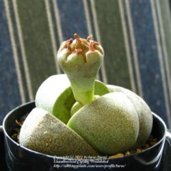 Location: At home - Central Valley area, CA
Date: 2012-03-25
A new succulent in our collection - Split Rock