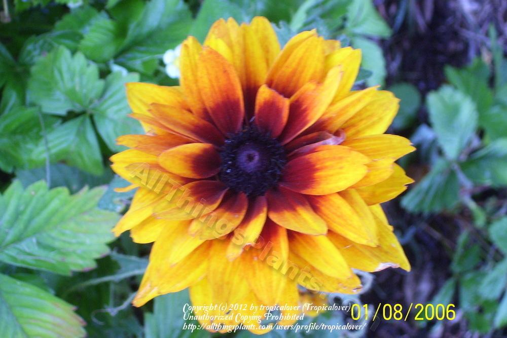 Photo of Black-eyed Susan (Rudbeckia hirta 'Cherokee Sunset') uploaded by tropicalover