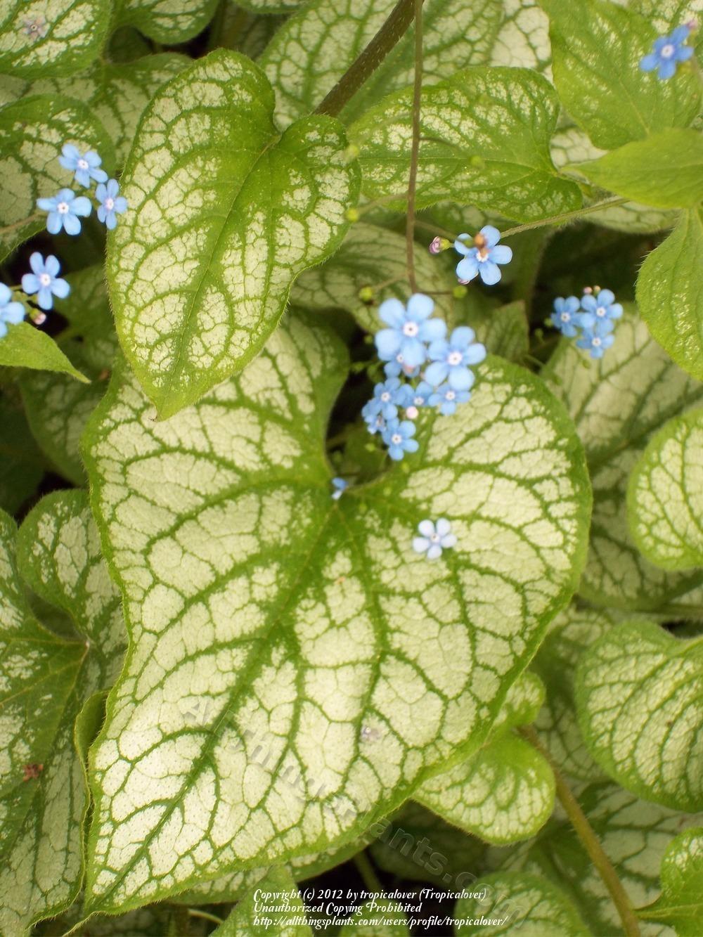 Photo of Silver Siberian bugloss (Brunnera macrophylla 'Jack Frost') uploaded by tropicalover