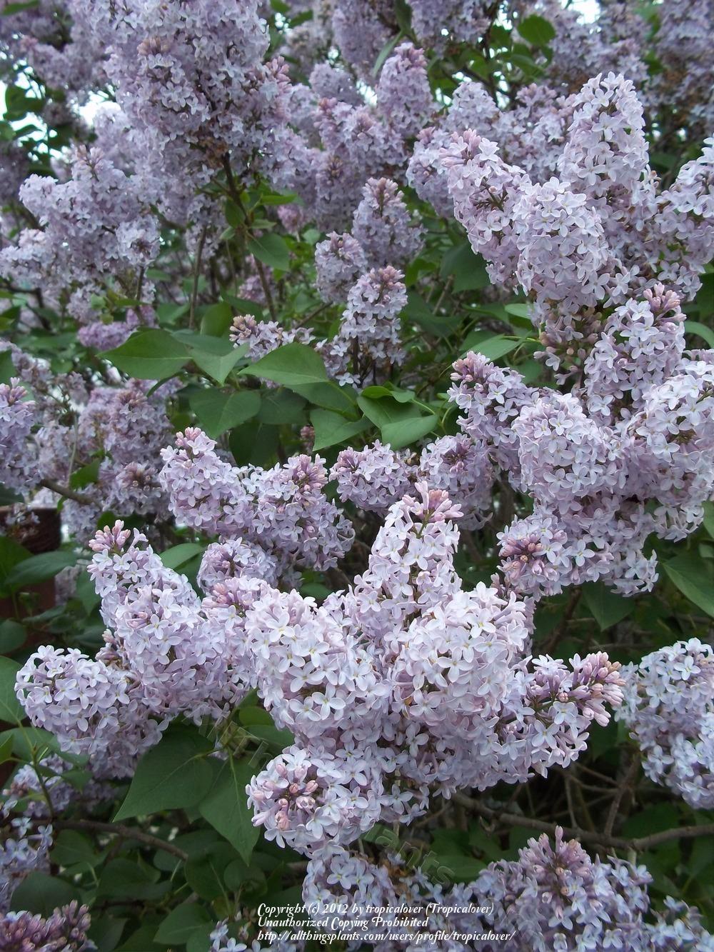 Photo of Common Lilac (Syringa vulgaris) uploaded by tropicalover