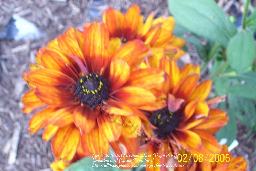 Photo of Black-eyed Susan (Rudbeckia hirta 'Cherokee Sunset') uploaded by tropicalover