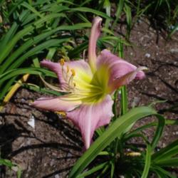 
Date: 2011-08-14
Photo Courtesy of Nova Scotia Daylilies Used with Permission