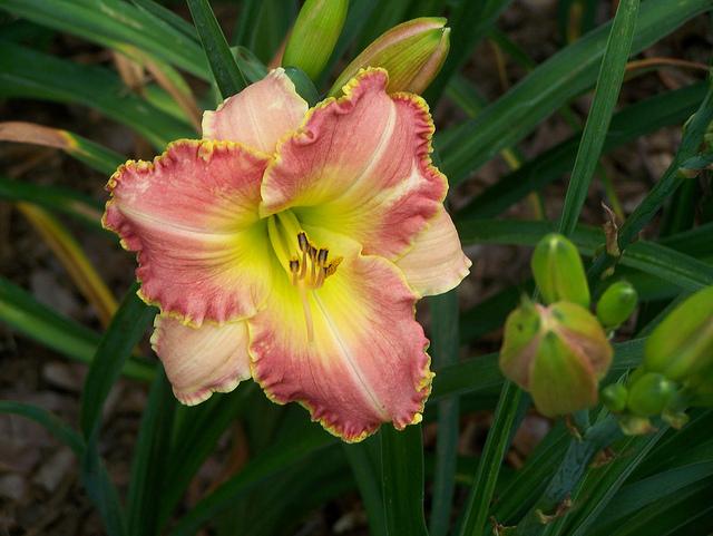 Photo of Daylily (Hemerocallis 'Better than Ever') uploaded by Calif_Sue