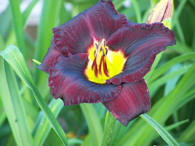 Photo of Daylily (Hemerocallis 'Black Ambrosia') uploaded by Calif_Sue