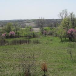 Location: Indian Cave State Park in Nebraska
Date: 2012-03-27
Redbuds blooming a burned pasture at Indian Cave State Park