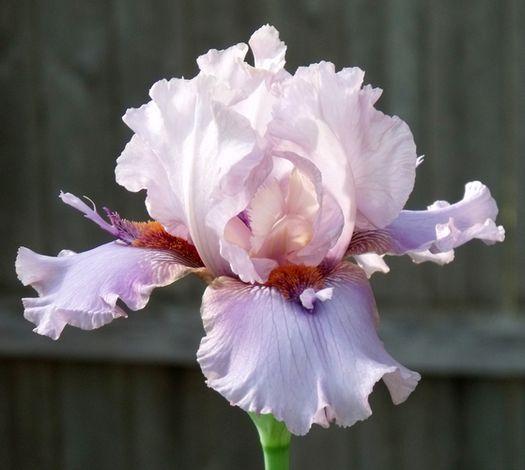 Photo of Tall Bearded Iris (Iris 'Awesome Alex') uploaded by Ladylovingdove