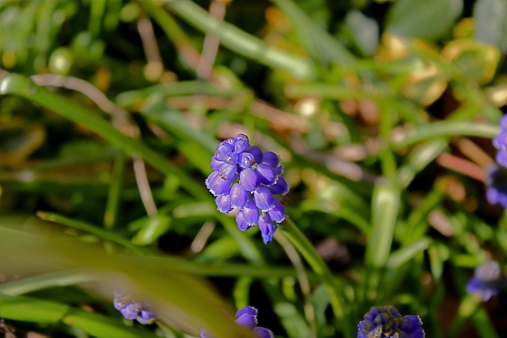 Photo of Grape Hyacinth (Muscari armeniacum) uploaded by NEILMUIR1