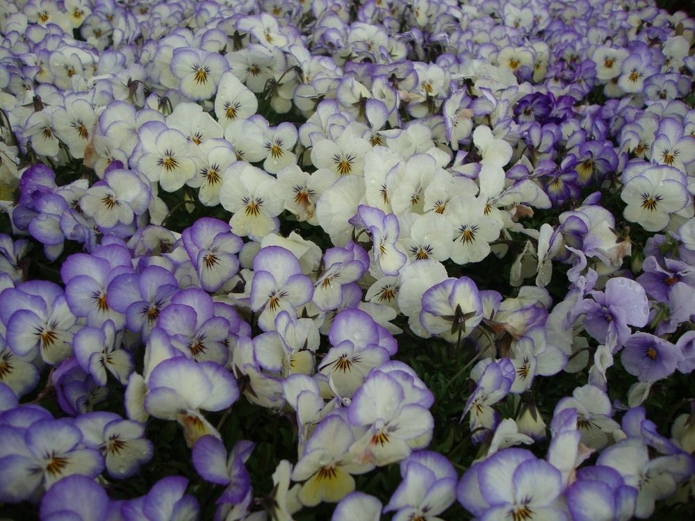 Photo of Horned Violet (Viola Sorbet™ Coconut) uploaded by Paul2032