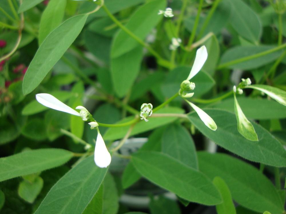 Photo of Euphorbia (Euphorbia hypericifolia Diamond Frost®) uploaded by Paul2032