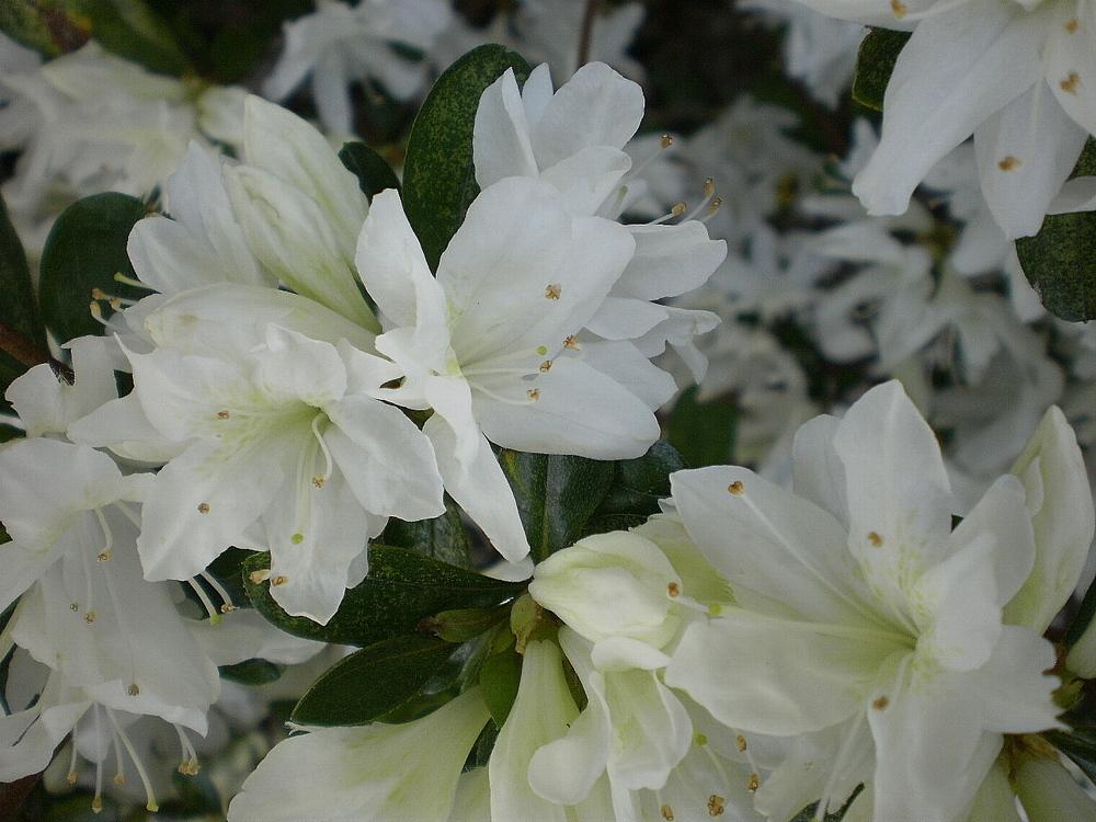 Photo of Southern Indica Azalea (Rhododendron indicum 'Alba') uploaded by SongofJoy