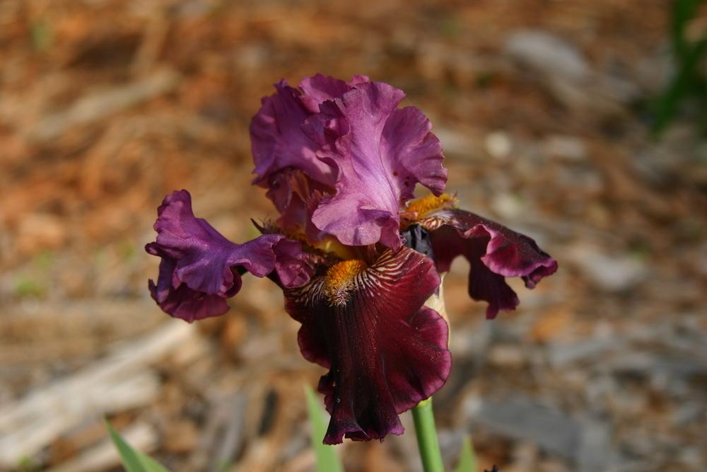 Photo of Border Bearded Iris (Iris 'Autumn Wine') uploaded by Trish