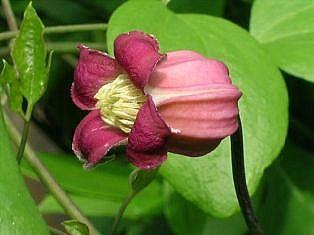 Photo of Clematis 'Tamakazura' uploaded by goldfinch4