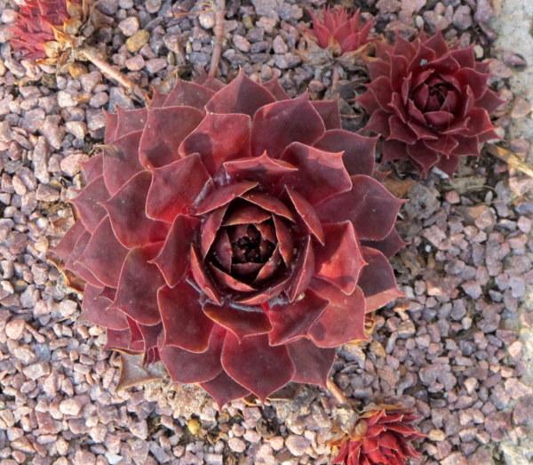 Photo of Hen and Chicks (Sempervivum 'El Greco') uploaded by goldfinch4