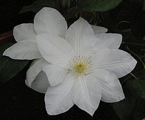 Photo of Clematis 'The Bride' uploaded by goldfinch4