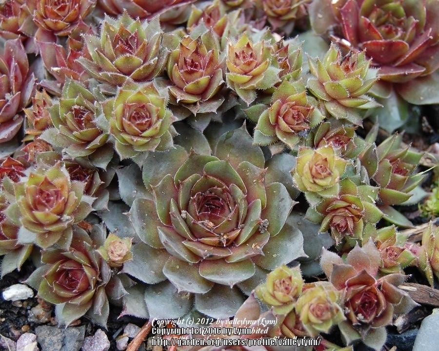 Photo of Hen and Chicks (Sempervivum 'Temby') uploaded by valleylynn