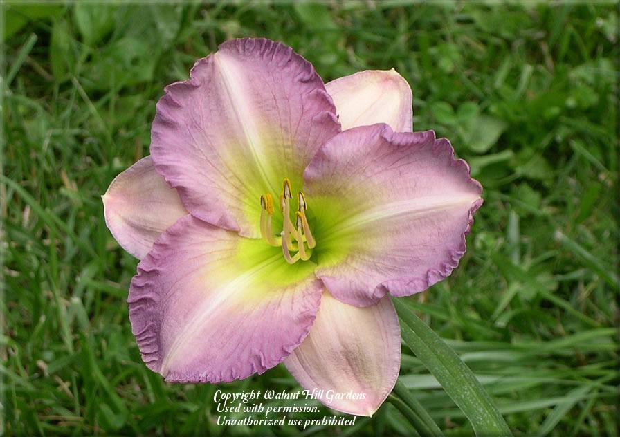 Photo of Daylily (Hemerocallis 'Lavender Potpourri') uploaded by vic