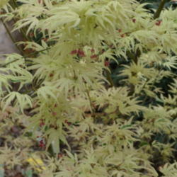 Location: My garden in Bakersfield, CA
Date: March 22, 2012
Early spring foliage