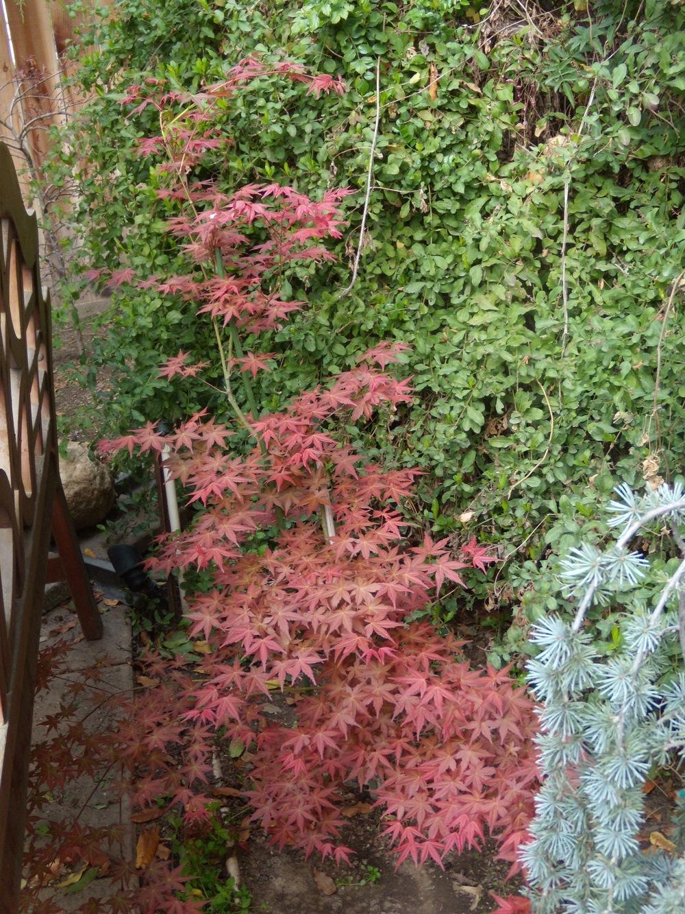 Photo of Japanese Maple (Acer palmatum 'Shin Deshojo') uploaded by Betja