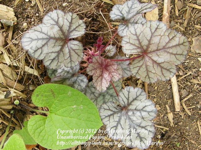 Photo of Coral Bells (Heuchera 'Plum Pudding') uploaded by Marilyn