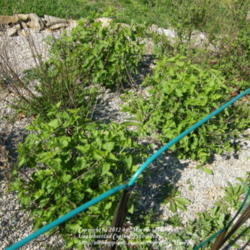 Location: My garden in Kentucky
Date: 2012-03-27
The three big plants are Blue Blazes that were planted last year.