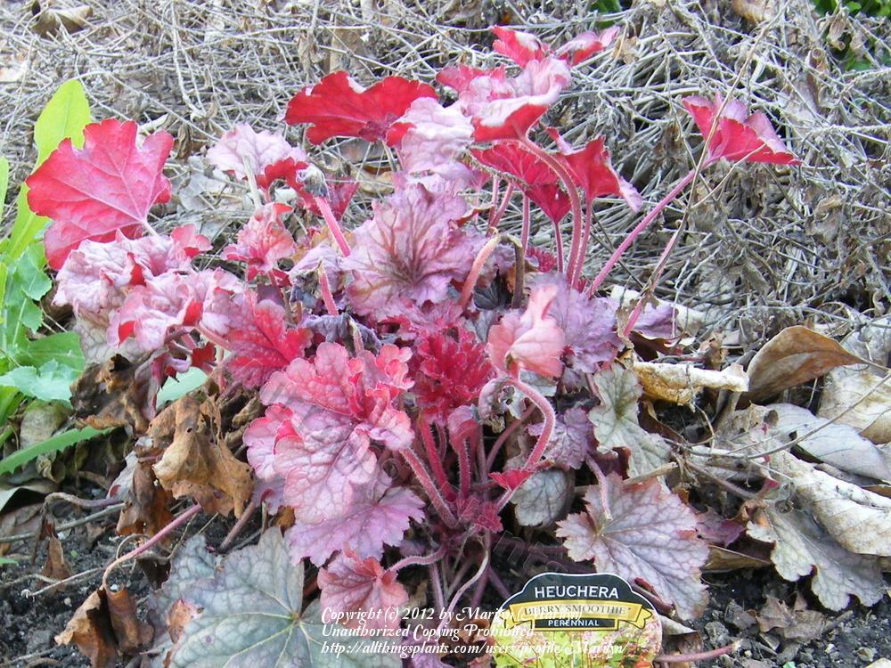 Photo of Coral Bells (Heuchera 'Berry Smoothie') uploaded by Marilyn
