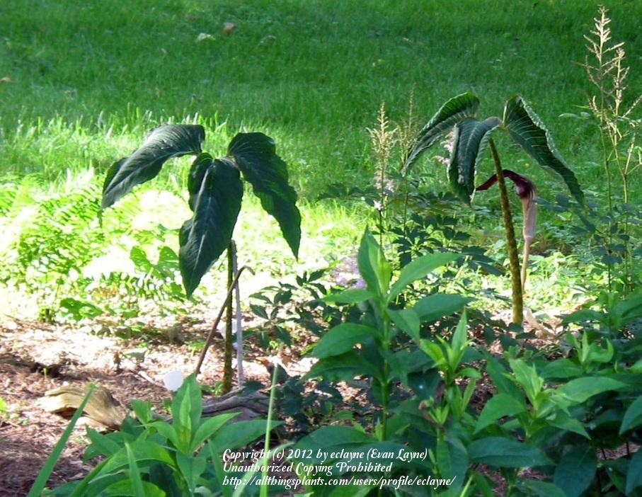 Photo of Cobra Lily (Arisaema speciosum 'Himalayan Giant') uploaded by eclayne