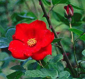 Photo of Rose (Rosa 'Altissimo') uploaded by goldfinch4