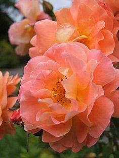 Photo of Rose (Rosa 'Westerland') uploaded by goldfinch4