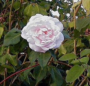 Photo of Rose (Rosa 'Madame Alfred Carriere') uploaded by goldfinch4