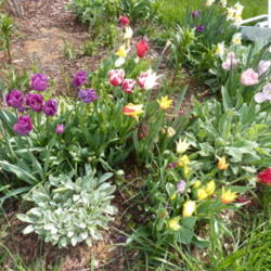 Location: my garden zone 7b, NC
Date: 2012-03-28