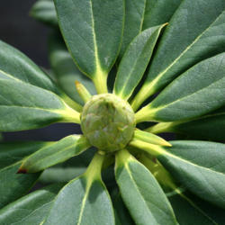 Location: At a local nursery
Date: 2012-03-28
Beautiful lime green surrounds the buds
