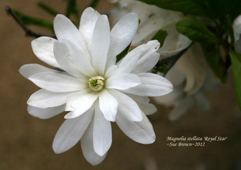 Photo of Star Magnolia (Magnolia stellata 'Royal Star') uploaded by Calif_Sue