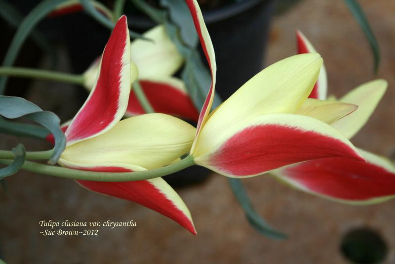 Photo of Lady Tulip (Tulipa clusiana) uploaded by Calif_Sue