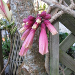 Location: Southwest Florida
Date: March 2012
A mature vine can be literally dripping with blooms all along its