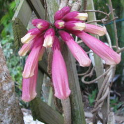 Location: Southwest Florida
Date: March 2012
The flowers of this interesting and striking vine form directly o
