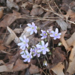Location: My garden in southeast Nebraska
Date: 2012-03-25
This one has soft blue flowers.