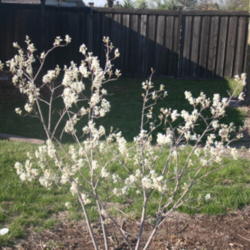 Location: My garden in southeast Nebraska
Date: 2012-03-25