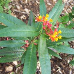 Location: Medina Co., Texas
Date: March 29, 2012
Mexican Milkweed