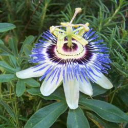 Location: Medina Co., Texas
Date: March 25, 2012
Blue Passionflower