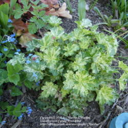 Location: My garden in Kentucky
Date: 2012-03-27