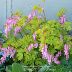 Location: My garden in Kentucky
Date: 2012-03-27
Stunning and beautiful plant!  Love it!  Another year growing thi