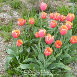 Location: My garden in Kentucky
Date: 2012-03-28
Planted Fall 2010. These are second year blooms. The first year t