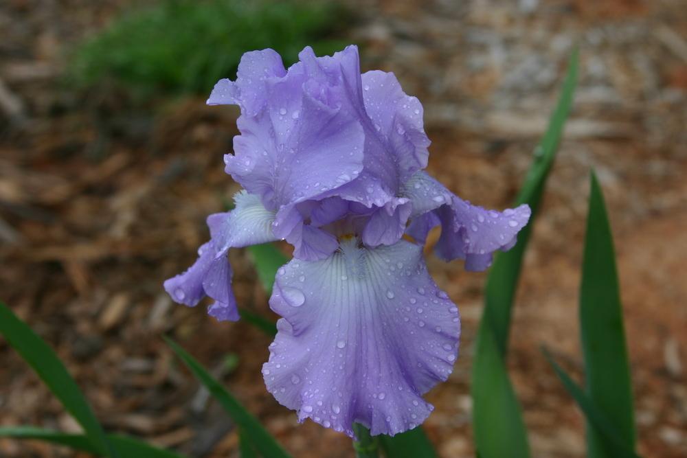 Photo of Tall Bearded Iris (Iris 'Mary Frances') uploaded by Trish