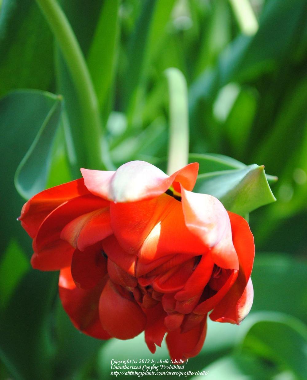 Photo of Double Late Tulip (Tulipa 'Miranda') uploaded by chelle