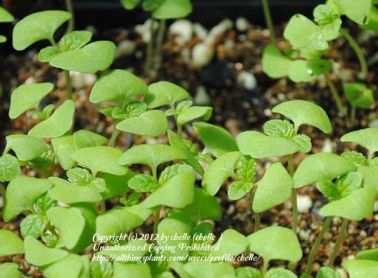 Photo of Lindenleaf Sage (Salvia tiliifolia) uploaded by chelle