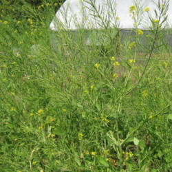 Location: Water Valley, Ms
Date: 2012-03-29
Florida Broadleaf Mustard Seed Pods