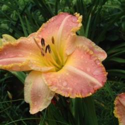 
Date: 2003-08-13
Photo Courtesy of Nova Scotia Daylilies Used with Permission