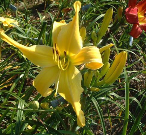 Photo of Daylily (Hemerocallis 'Goldner's Bouquet') uploaded by vic
