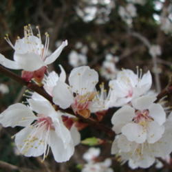 Location: Pleasant Grove, Utah
Date: 2012-03-29
In my garden